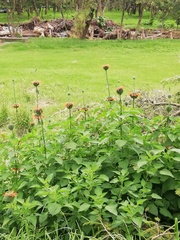 Leonotis nepetifolia image