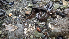 Alectrias alectrolophus