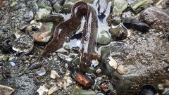 Alectrias alectrolophus