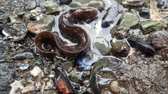 Alectrias alectrolophus