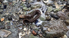 Alectrias alectrolophus