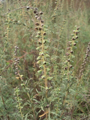 Ambrosia tenuifolia