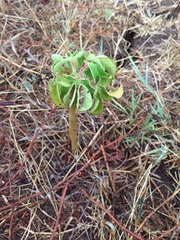 Jatropha gossypiifolia
