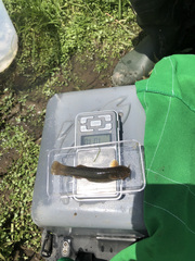 Trichomycterus rivulatus