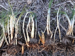 Fusarium oxysporum