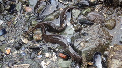 Alectrias alectrolophus