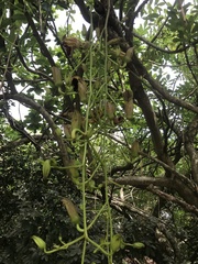 Kigelia