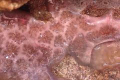 Distaplia