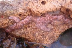 Distaplia
