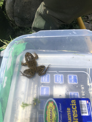 Telmatobius arequipensis