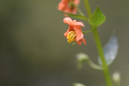 Alonsoa meridionalis image