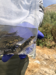 Telmatobius arequipensis