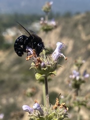 Xylocopa tabaniformis orpifex