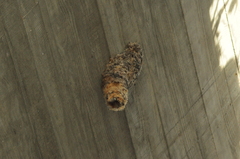 Panyptila cayennensis