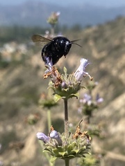 Xylocopa tabaniformis orpifex