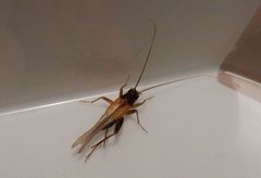 Stenonemobius gracilis