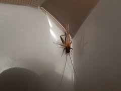 Stenonemobius gracilis