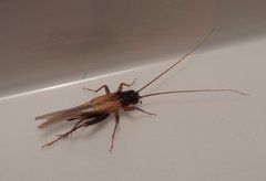 Stenonemobius gracilis