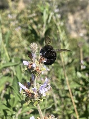 Xylocopa tabaniformis orpifex