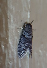 Lepidoscia heliochares