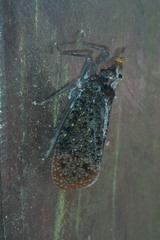 Phrictus auromaculatus