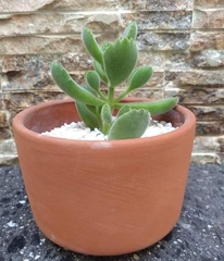 Cotyledon tomentosa