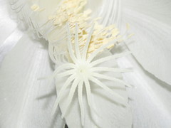 Epiphyllum oxypetalum