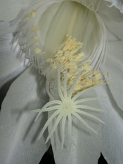 Epiphyllum oxypetalum