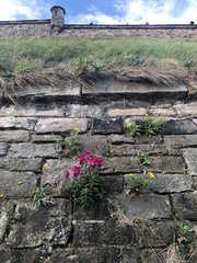 Antirrhinum majus