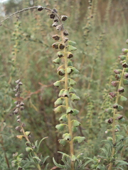 Ambrosia tenuifolia