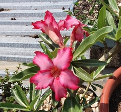 Adenium obesum