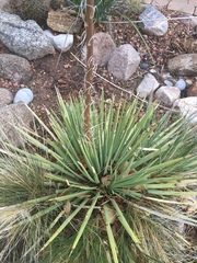 Agave ornithobroma