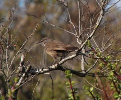 Cercotrichas coryphoeus