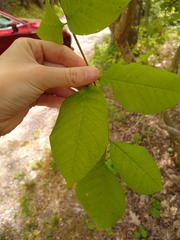 Fraxinus biltmoreana