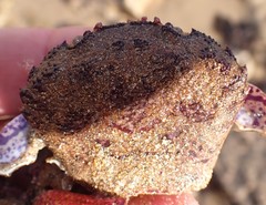 Nectocarcinus tuberculosus