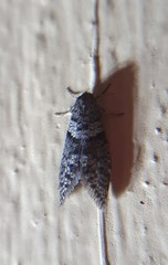 Lepidoscia heliochares