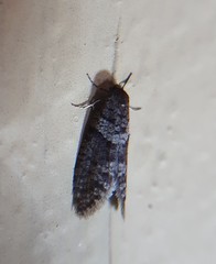 Lepidoscia heliochares
