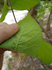 Fraxinus biltmoreana