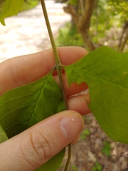 Fraxinus biltmoreana