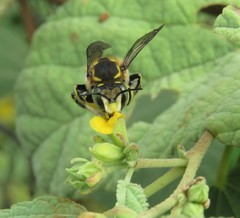Anthidium vigintiduopunctatum