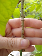 Fraxinus biltmoreana