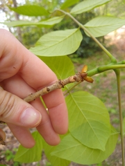 Fraxinus biltmoreana