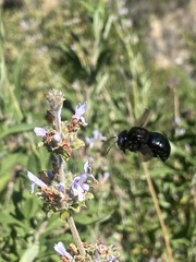 Xylocopa tabaniformis orpifex