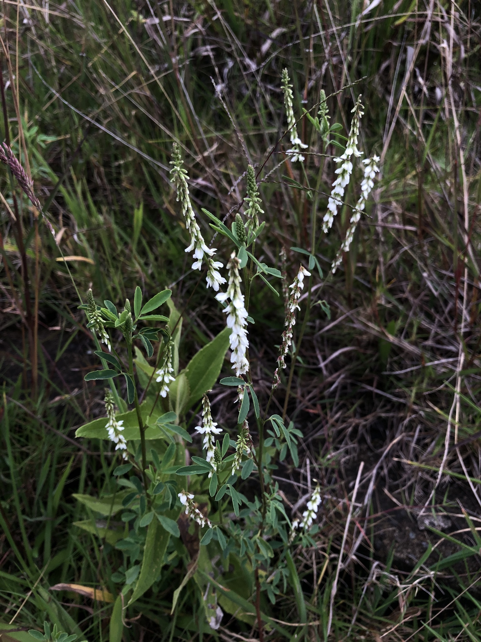 Melilotus albus image