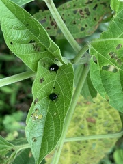 Hemipyxis flaviabdominalis