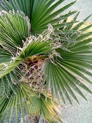Washingtonia robusta