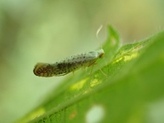 Argyresthia retinella