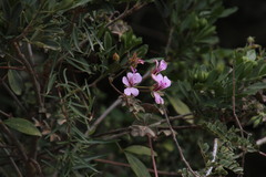 Pelargonium peltatum