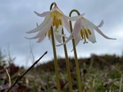 Erythronium elegans