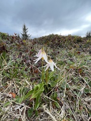 Erythronium elegans